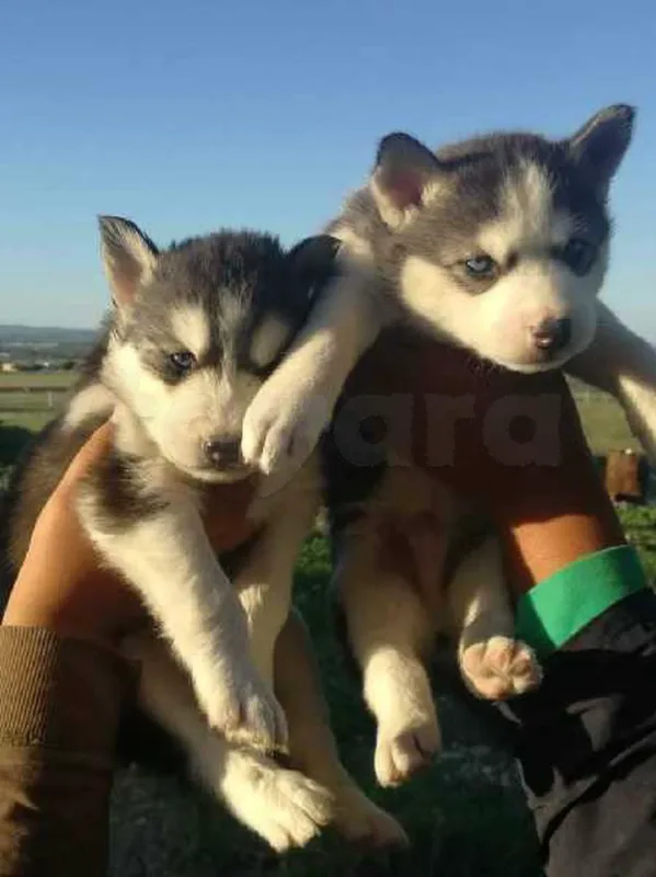 chiots husky sibérien top - Miniature 2
