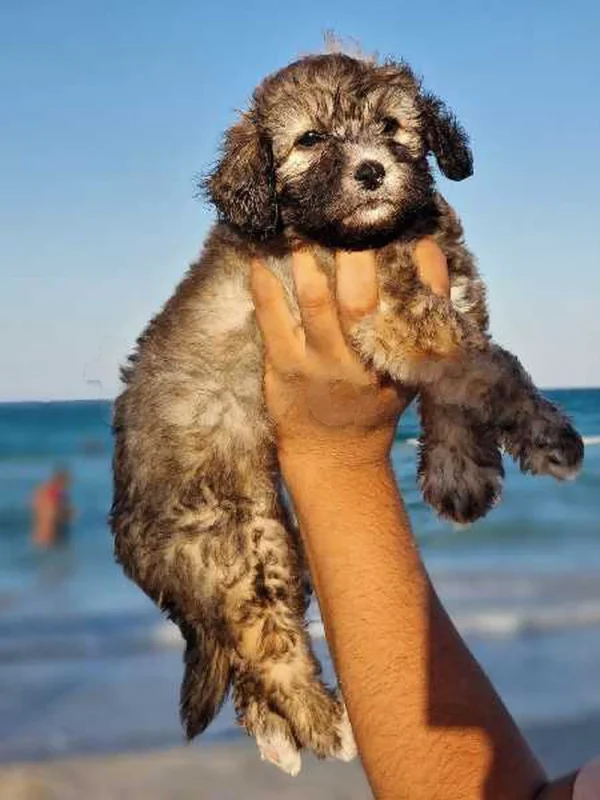 caniche bichon - Miniature 3