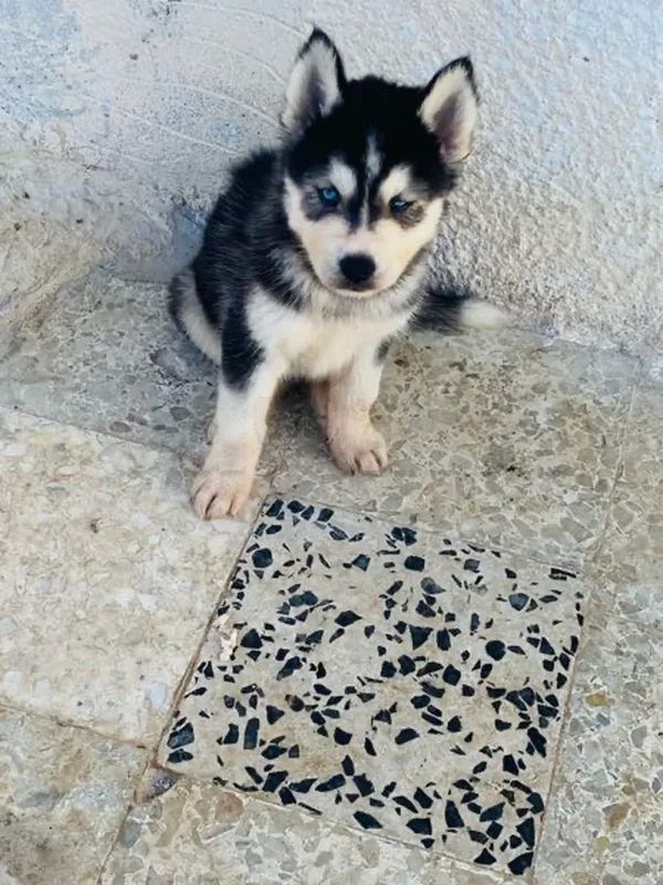 chiots husky