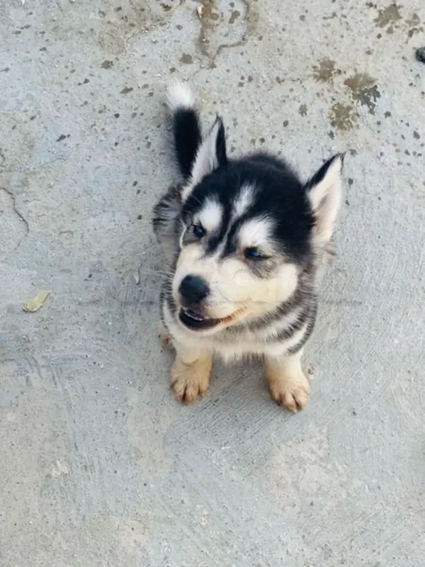 chiots husky - Miniature 2