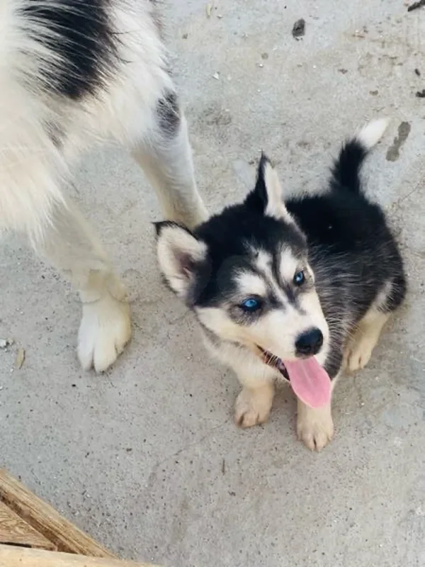 chiots husky - Miniature 3