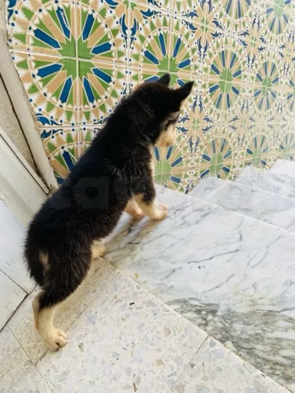 chiots husky - Miniature 4