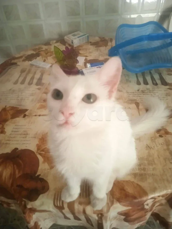 friendly chat cat parisian healthy 93135779 - Miniature 2