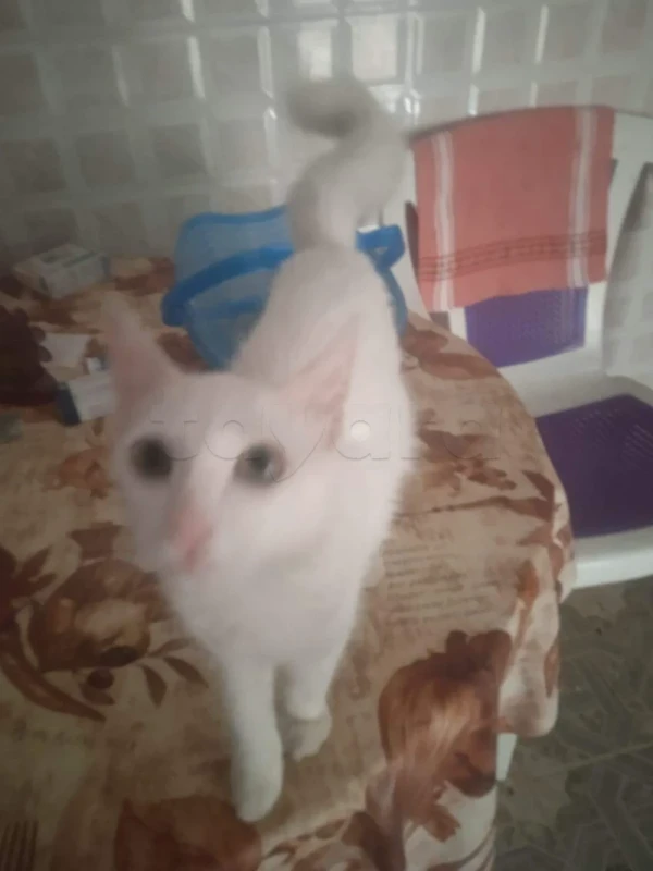 friendly chat cat parisian healthy 93135779 - Miniature 4