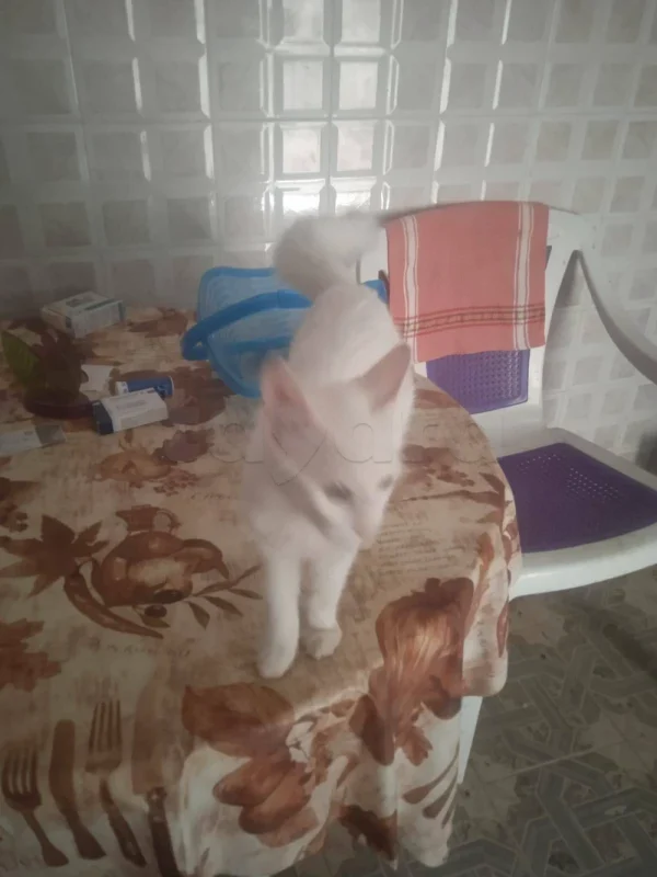 friendly chat cat parisian healthy 93135779 - Miniature 5