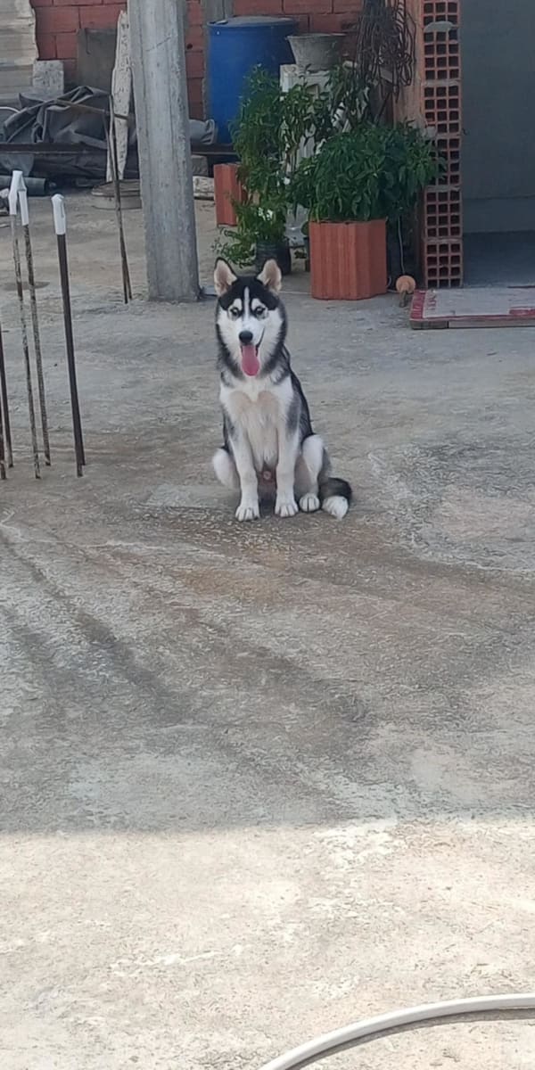 Husky av 