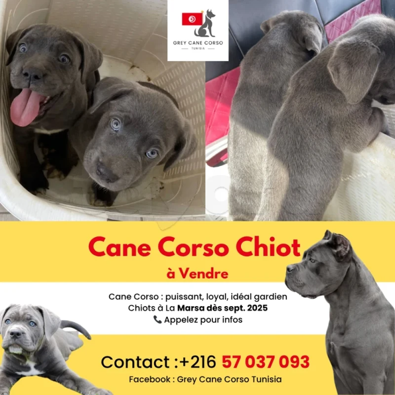 Cane Corso Chiot , Chien - Miniature 2
