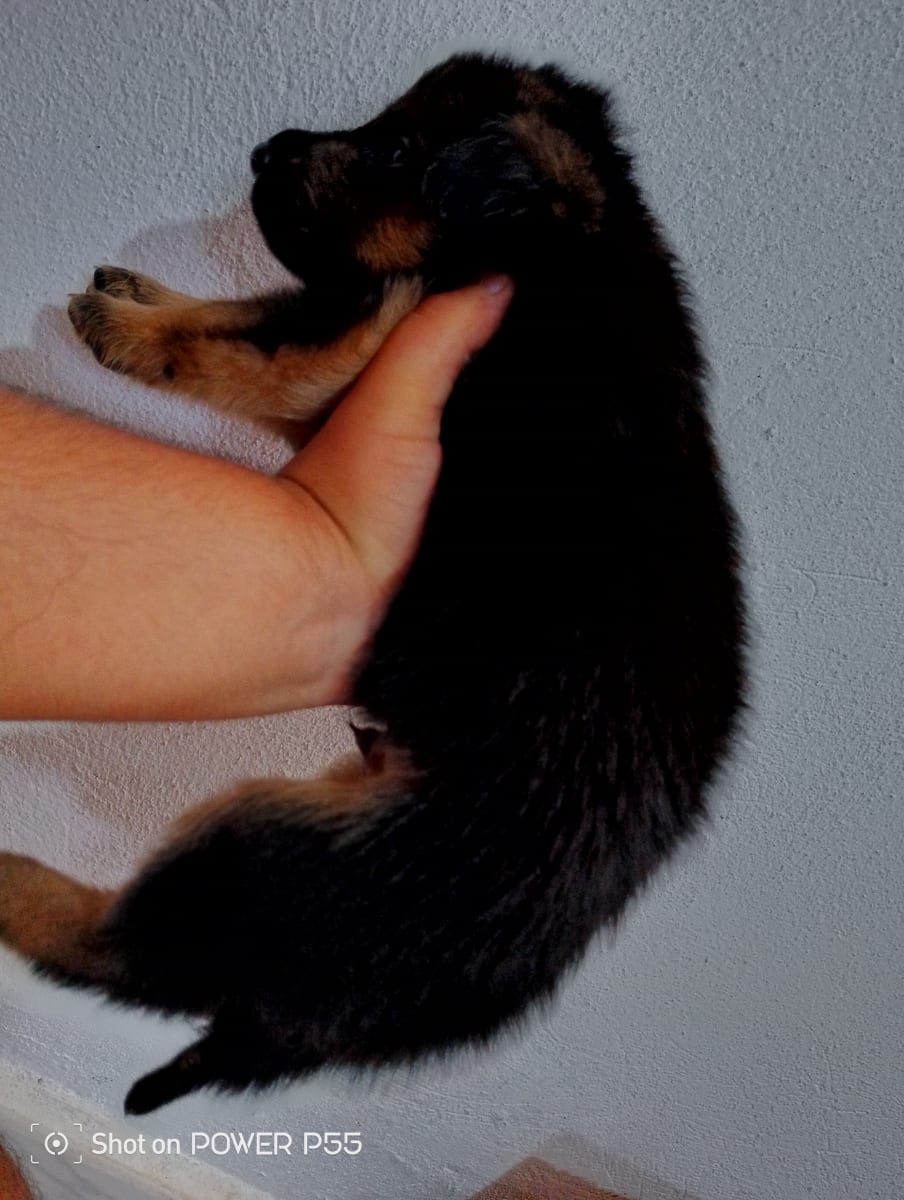 Chiots berger allemand 🔥🇩🇪