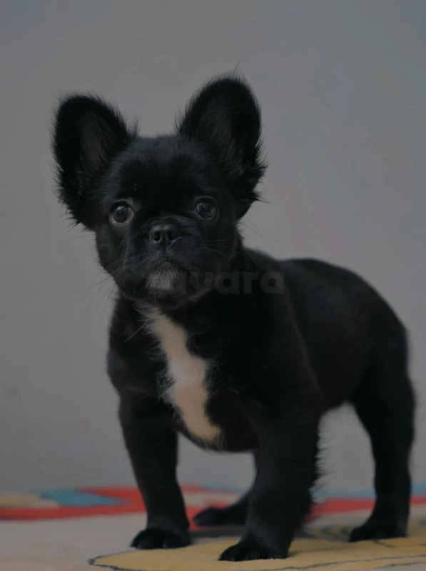 Femelle Bouledogue Français