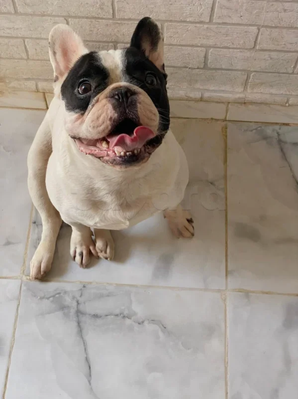 Male Bouledogue Français