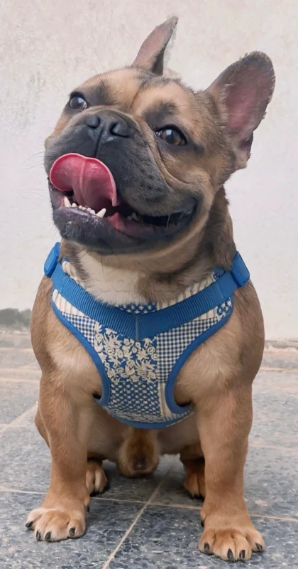 Male Bouledogue Français