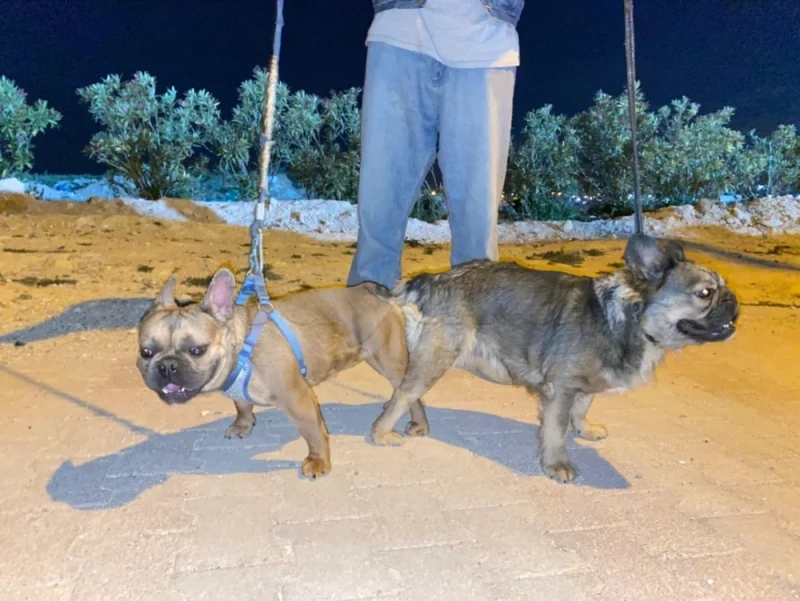 Male Bouledogue Français - Miniature 2