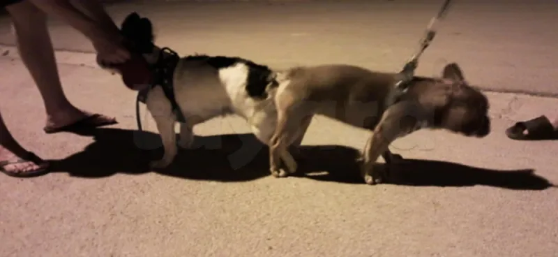 Male Bouledogue Français - Miniature 3