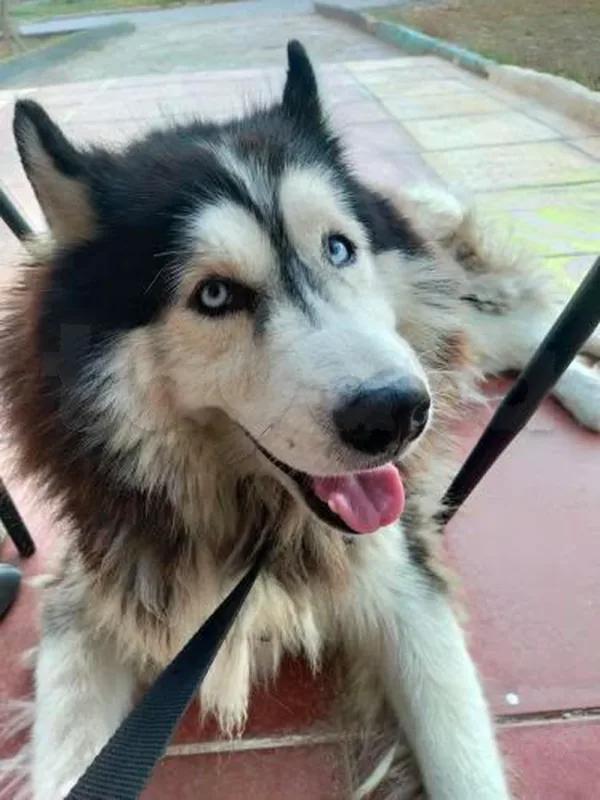 Chien husky