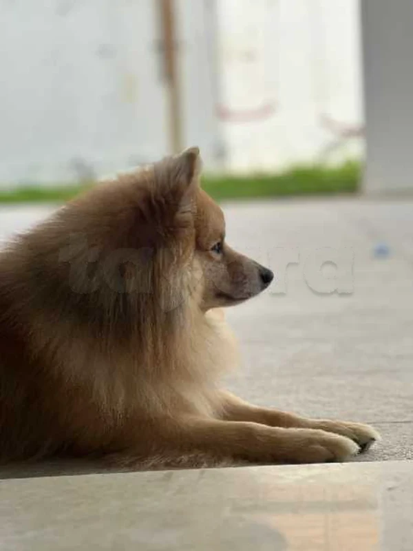 spitz