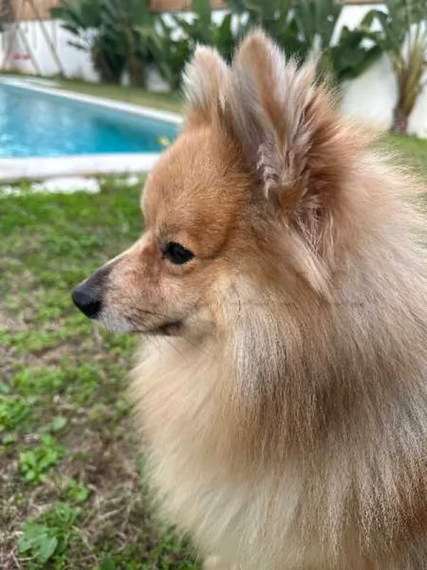 spitz - Miniature 2
