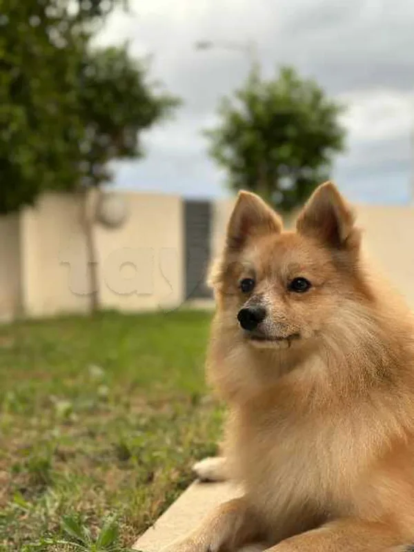 spitz - Miniature 3