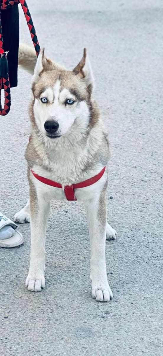 Husky femelle 
