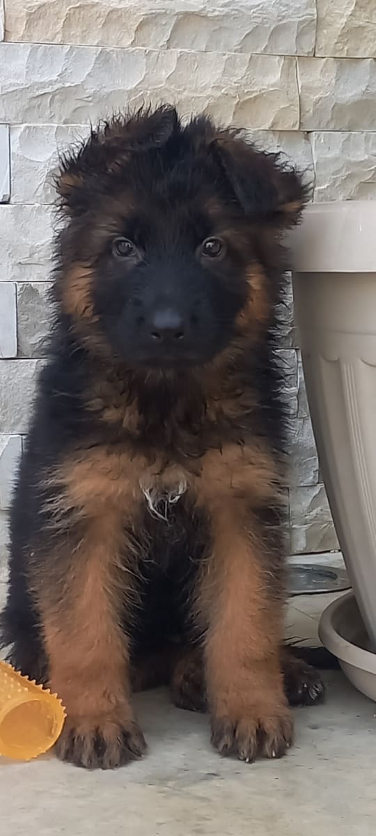 Berger allemand poil long 