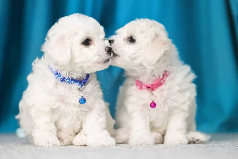 Mini bichon frisé race pure