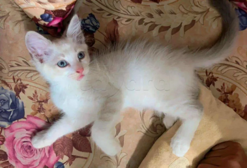 A vendre 2 chats Ragdoll