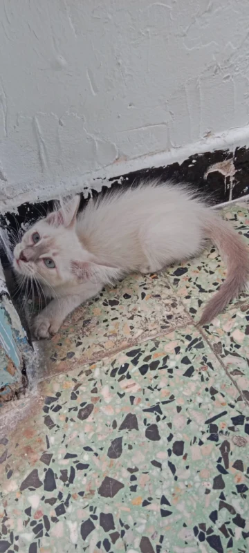 A vendre 2 chats Ragdoll - Miniature 2