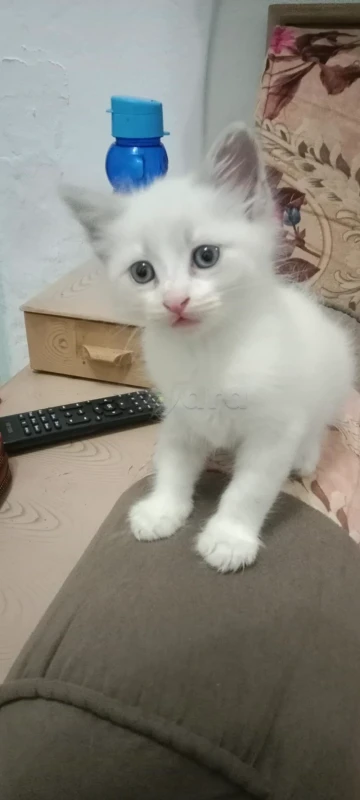 A vendre 2 chats Ragdoll - Miniature 3