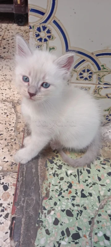 A vendre 2 chats Ragdoll - Miniature 5