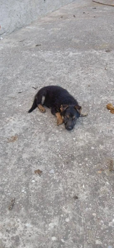 Berger allemand - Miniature 2
