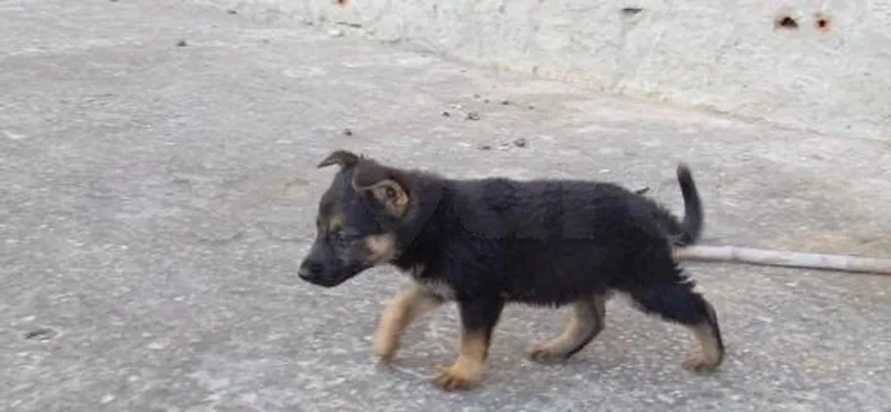 Berger allemand