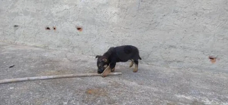 Berger allemand - Miniature 3