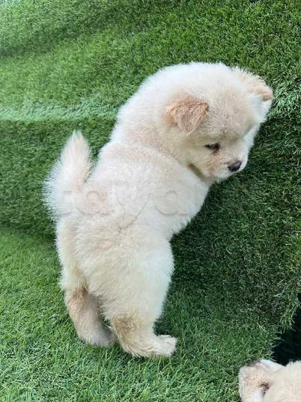 chow chow
