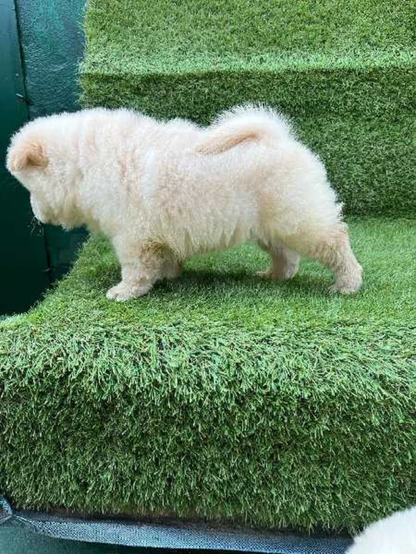 chow chow - Miniature 2