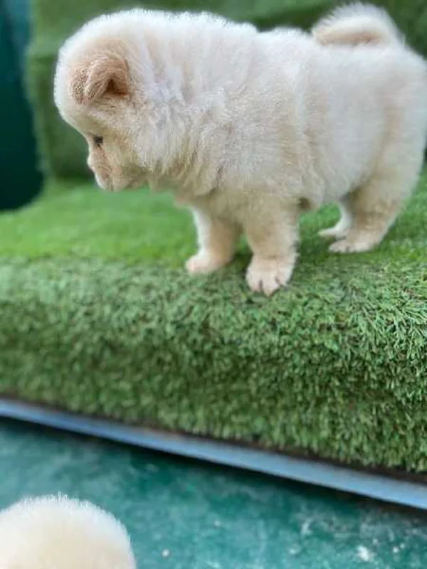 chow chow - Miniature 3