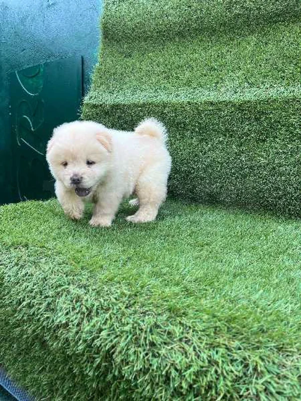 chow chow - Miniature 4
