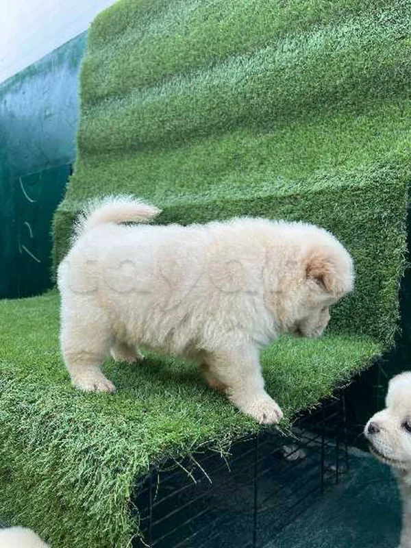 chow chow - Miniature 5