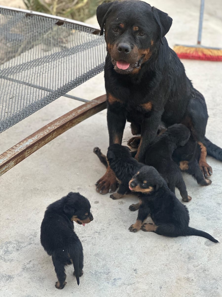 Disponible des Chiots rottweiler 