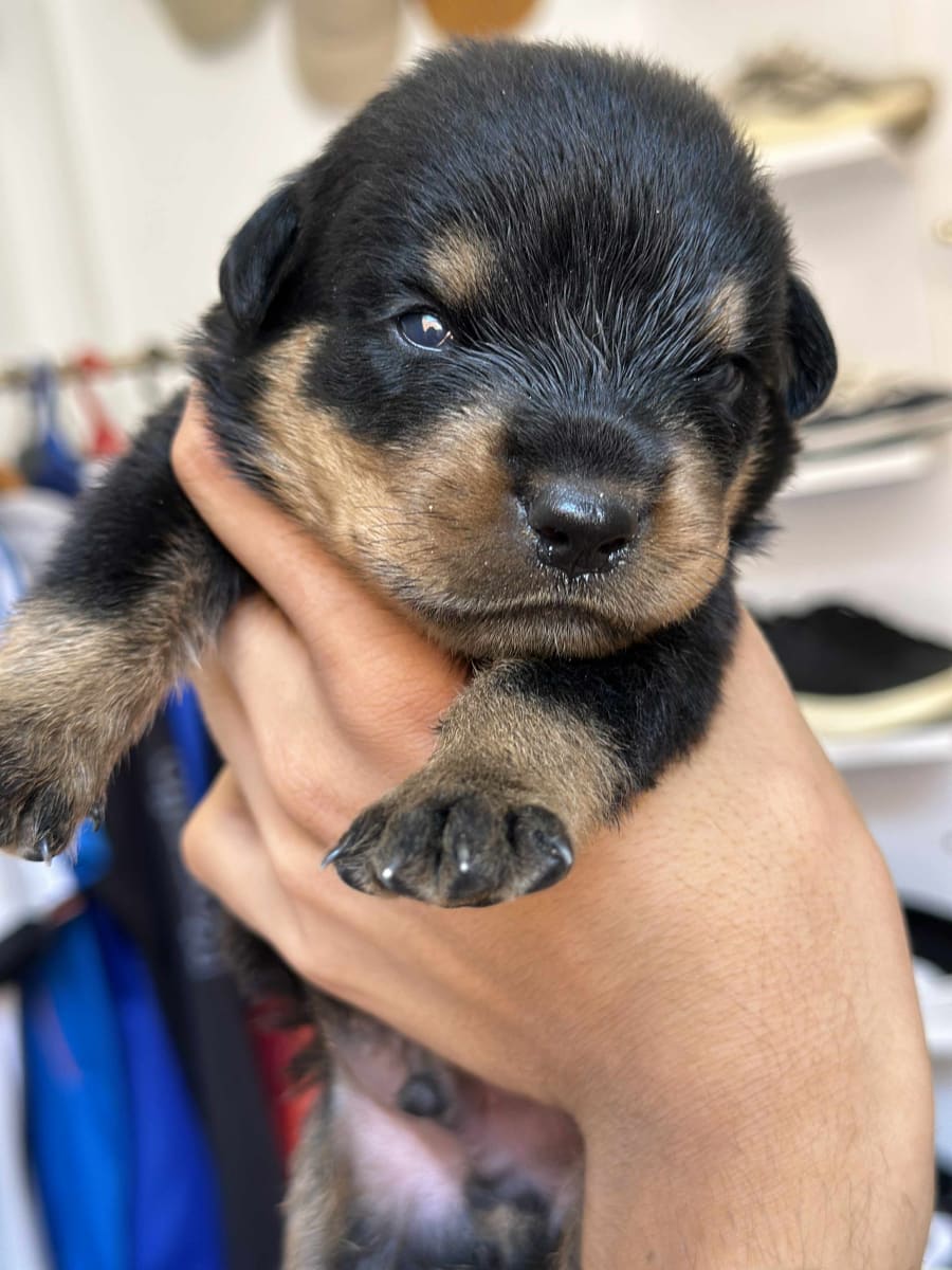 Disponible des Chiots rottweiler  - Miniature 2
