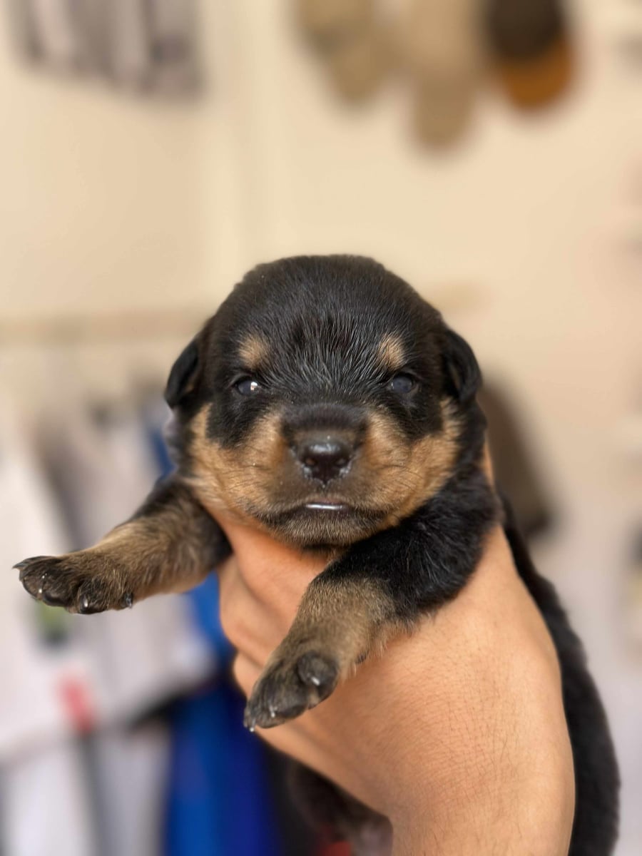 Disponible des Chiots rottweiler  - Miniature 4