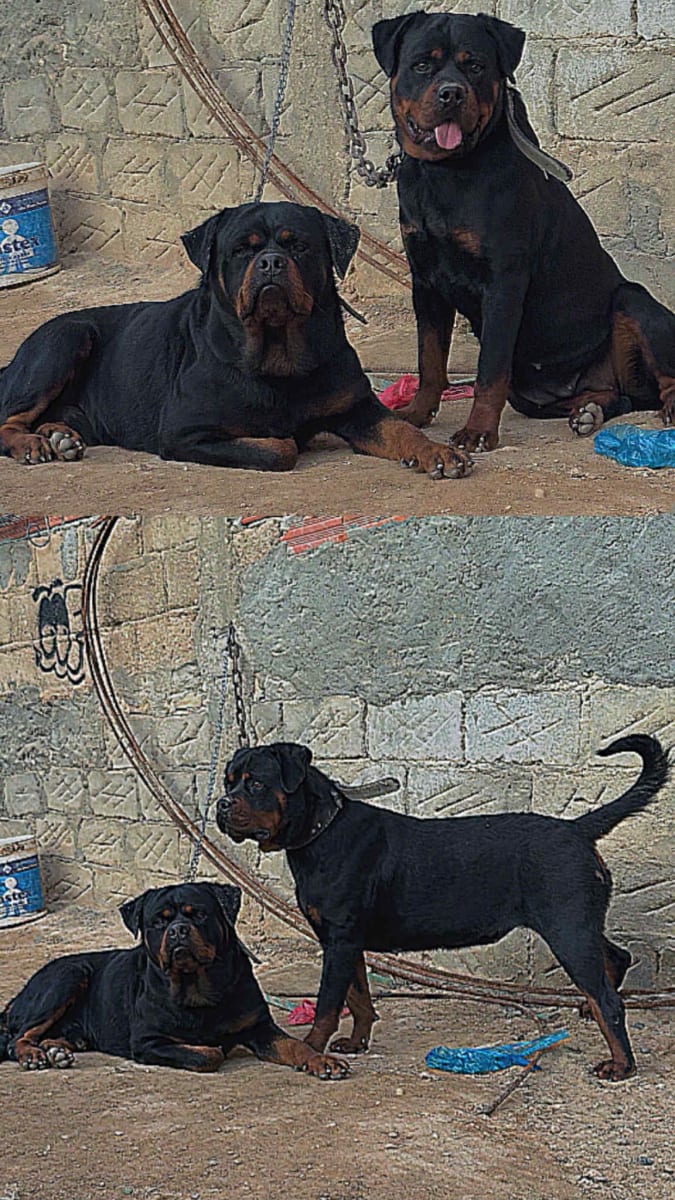 Disponible des Chiots rottweiler  - Miniature 5