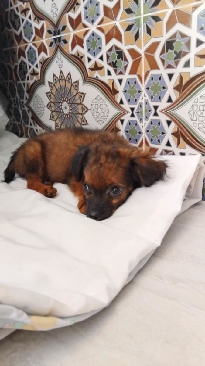 Chihuahua bichon mix