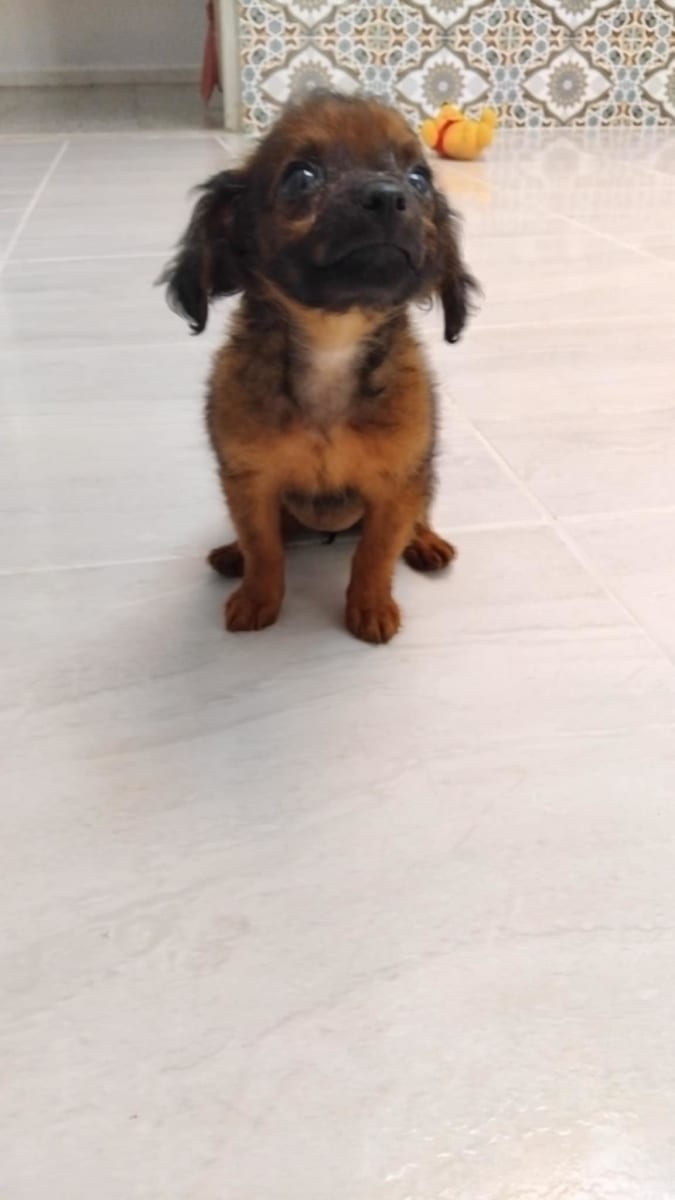 Chihuahua bichon mix - Miniature 2