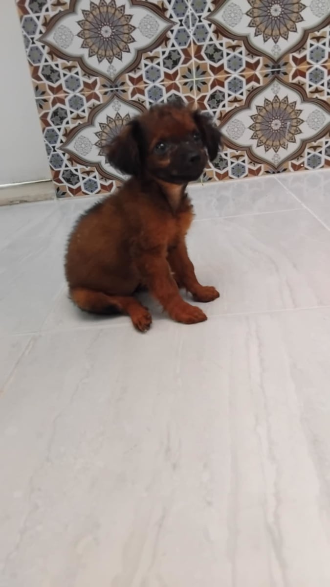 Chihuahua bichon mix - Miniature 3