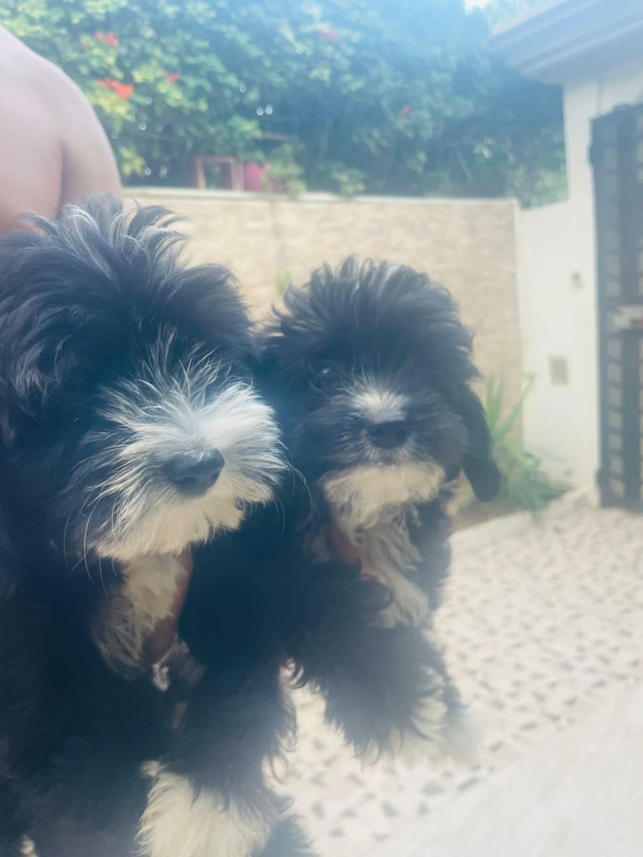 Adorables chiots Havamlt