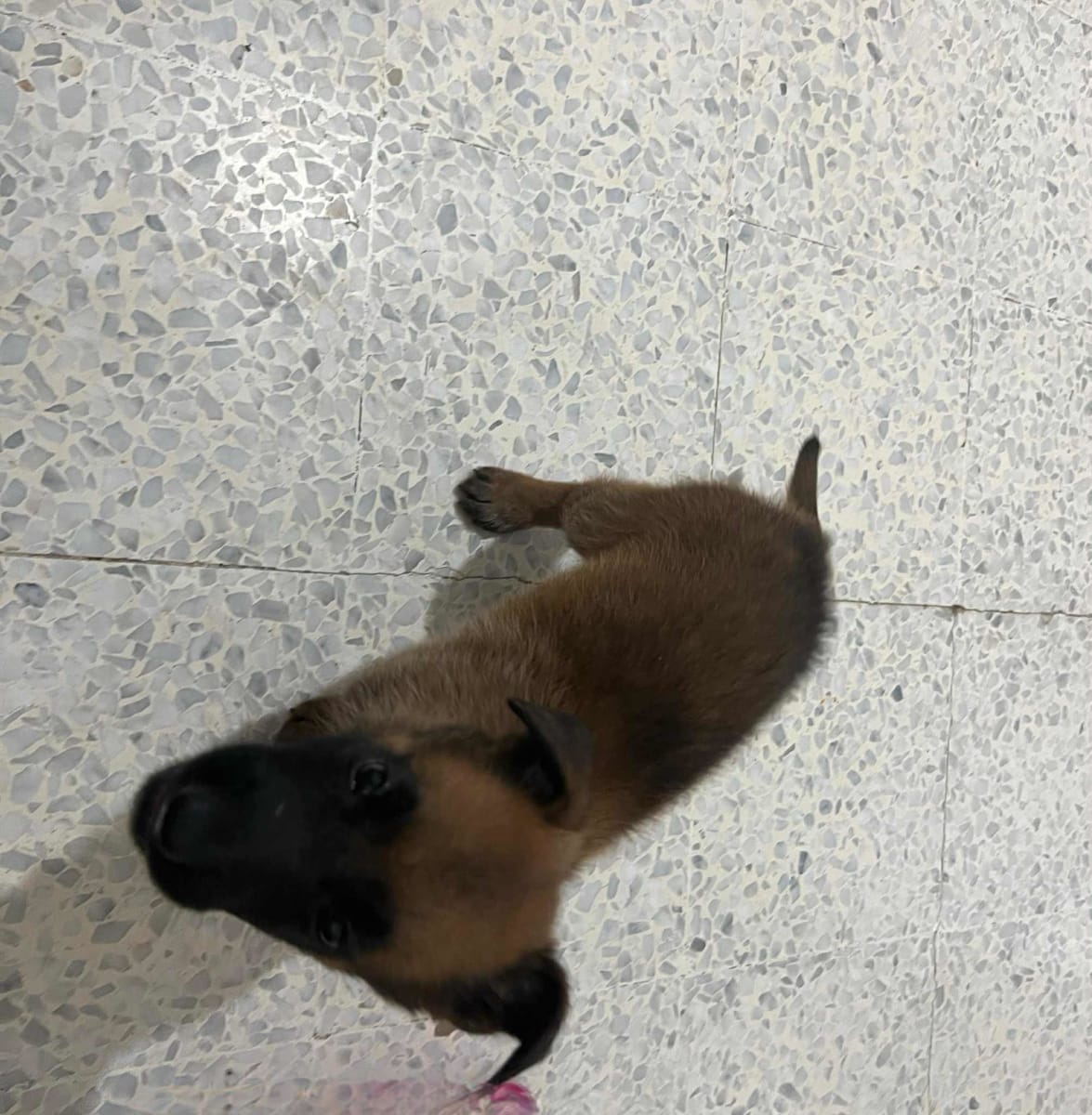 chiot berger malinois royale - Miniature 2