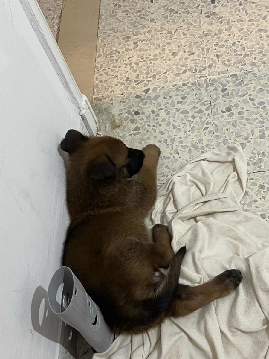 chiot berger malinois royale - Miniature 3