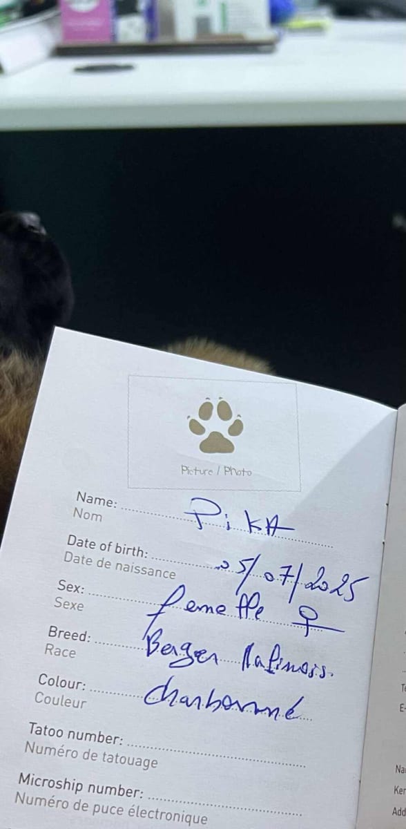 chiot berger malinois royale - Miniature 4