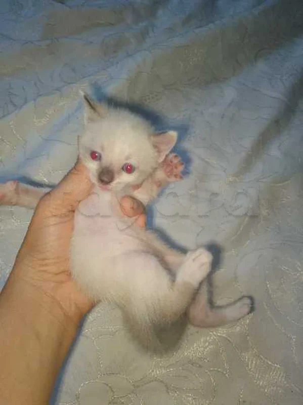 chat