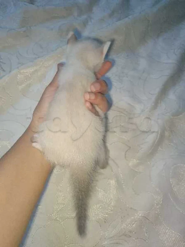 chat - Miniature 2
