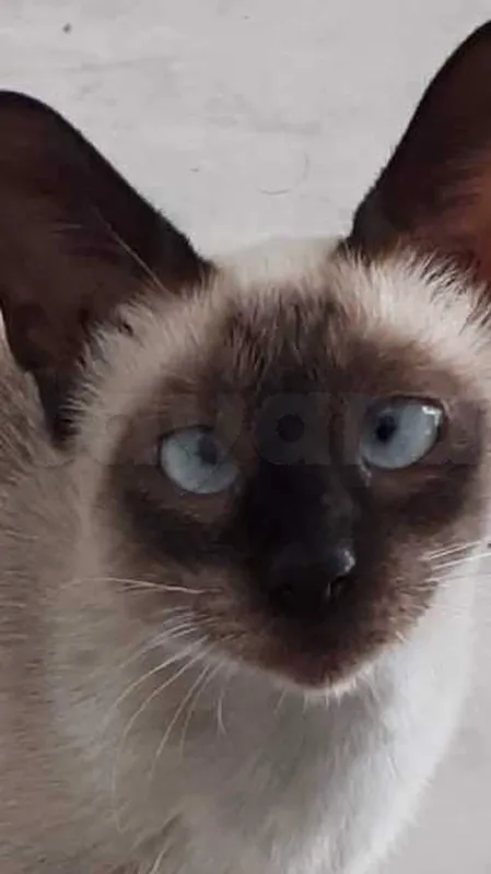chat - Miniature 3